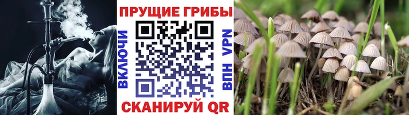 купить  цена  Нарткала  Галлюциногенные грибы ЛСД 